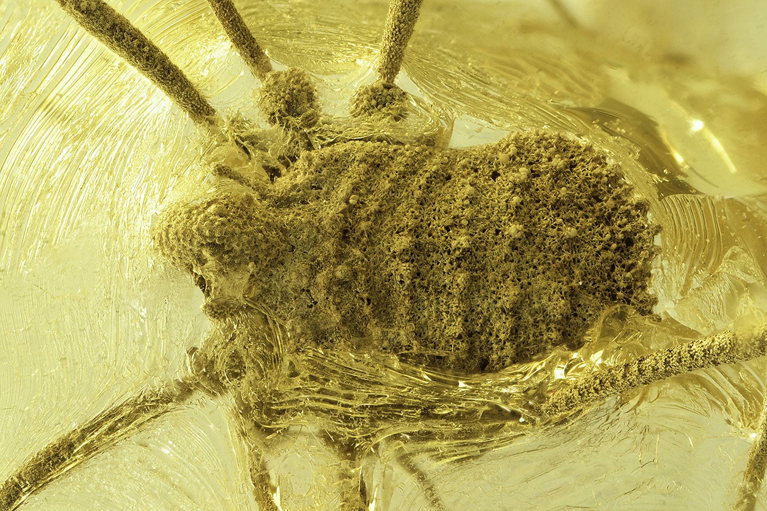 3,500만년 된 미스터리: 호박 속에 보존된 이상한 거미류 발견