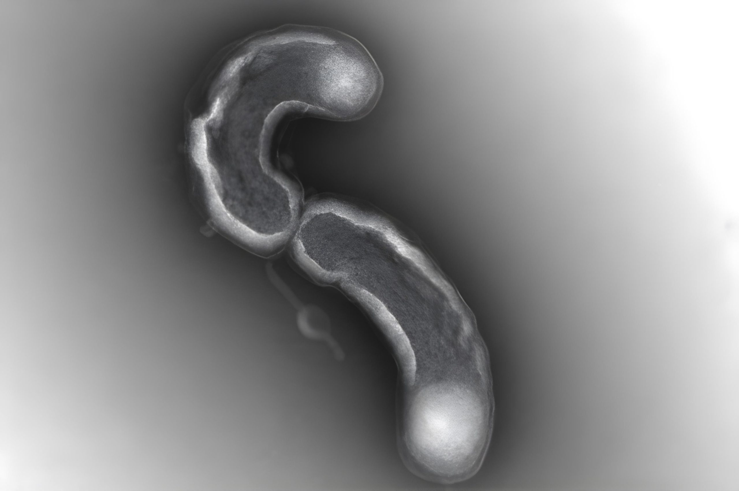 바다에서 가장 성공적인 박테리아는 자신의 진화에 갇힐 수 있습니다