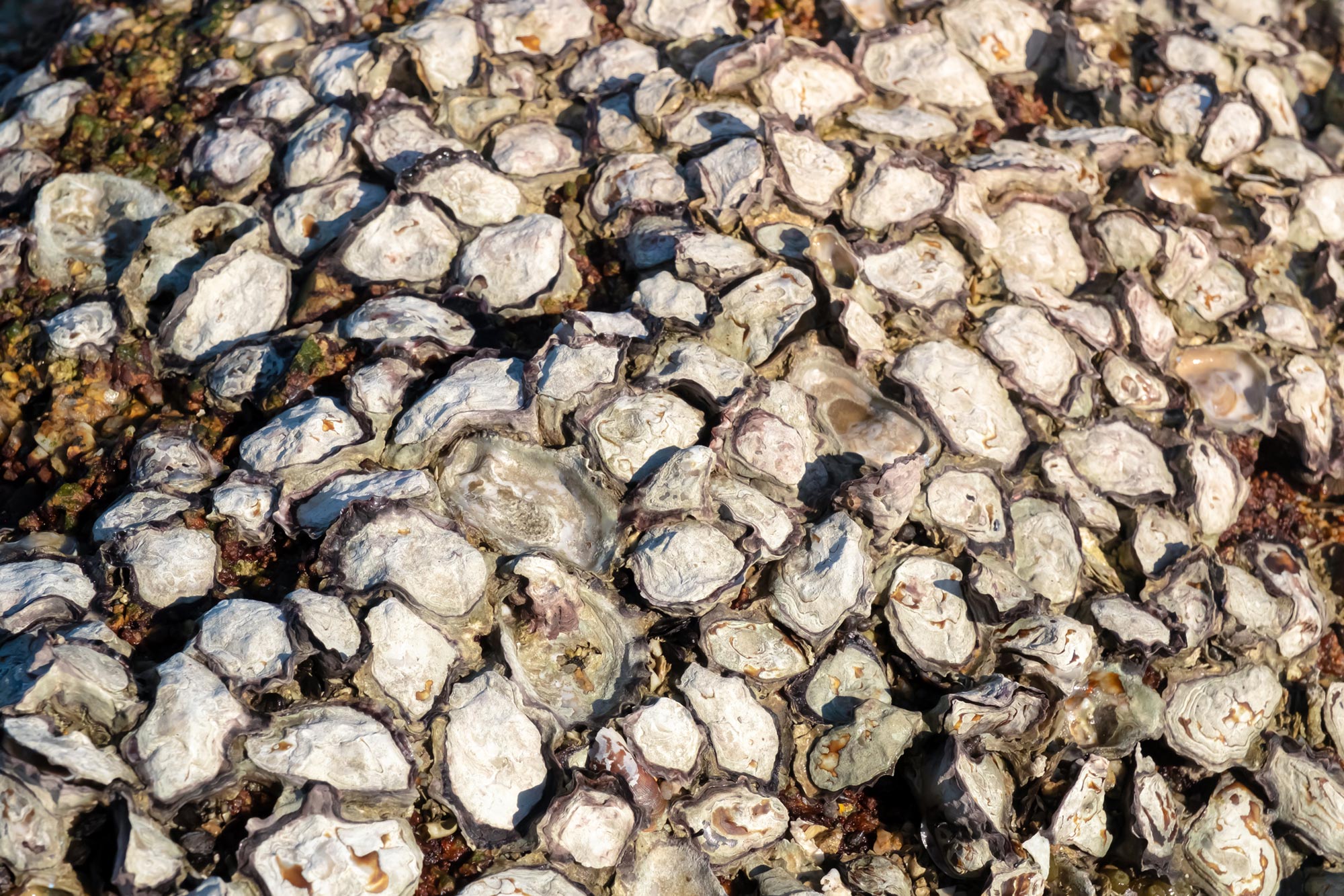 수세기에 걸친 파괴 이후 과학자들은 굴 산호초를 가장 잘 복원하는 방법을 알아냈습니다.