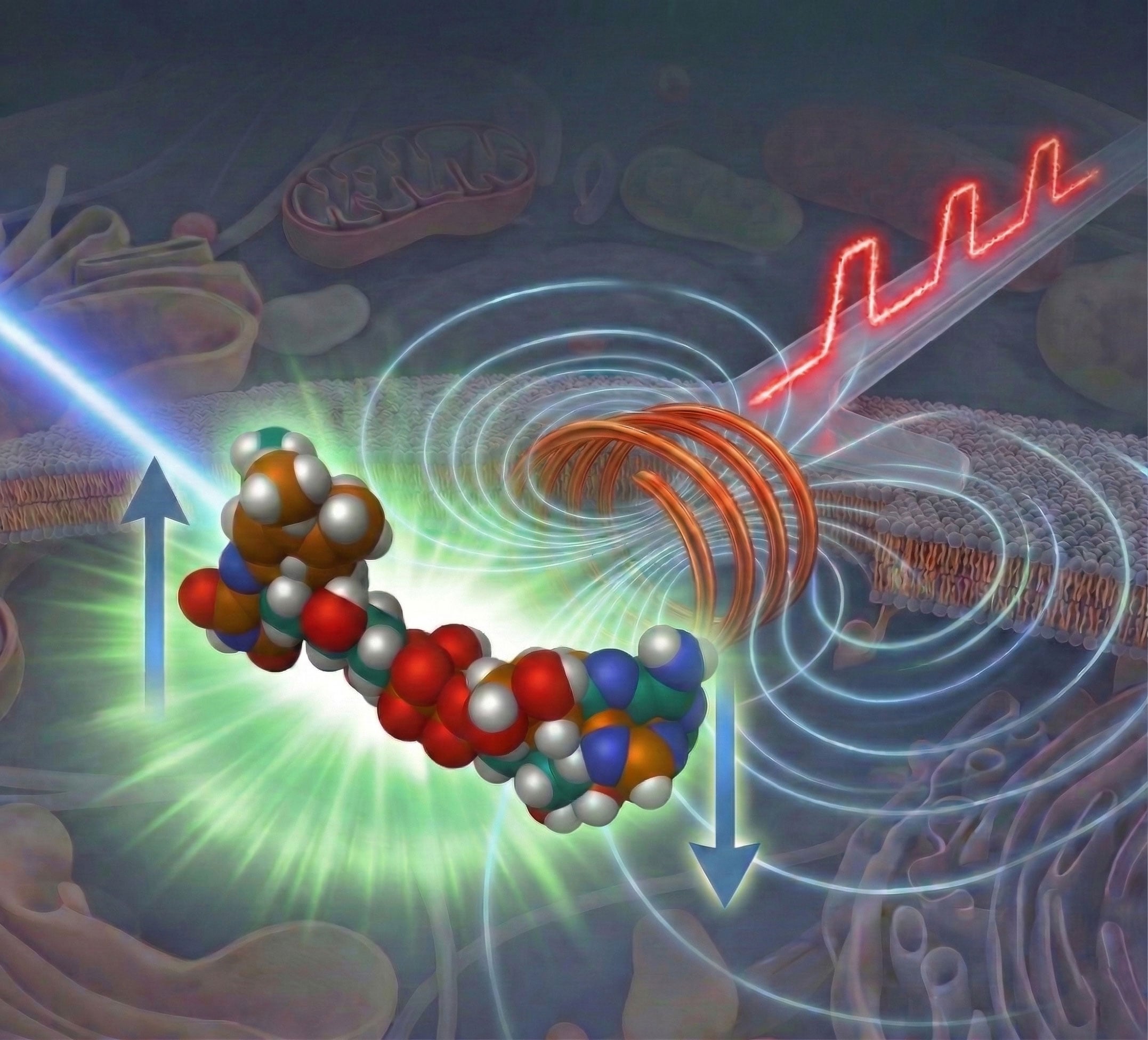 과학자들이 "보이지 않는" 분자 상태를 밝혀내는 현미경의 획기적인 발전을 공개했습니다