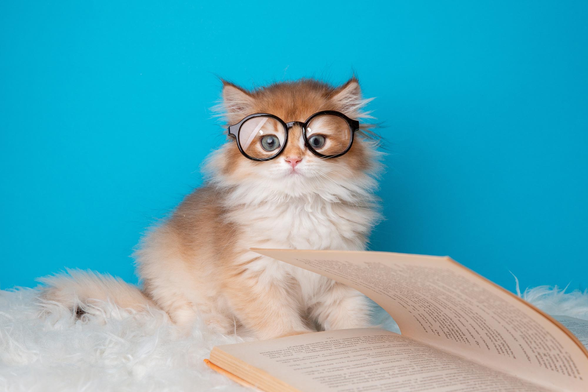 가정용 고양이가 유방암 퇴치의 비밀을 간직하고 있을 수 있습니다