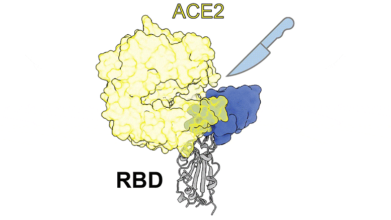 SARS-COV-2 나노 바디