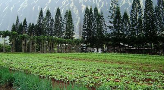 토양 영양소의 풍부로 제한된 식물에 의한 탄소 흡수